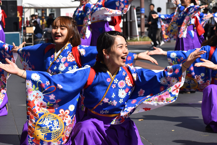 よさこい衣装・祭り衣装　　山口県立大学 よさこい部 奄美連合萩組様 