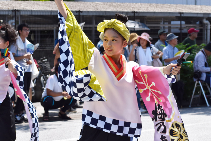 よさこい衣装・祭り衣装　　梅乃連様 