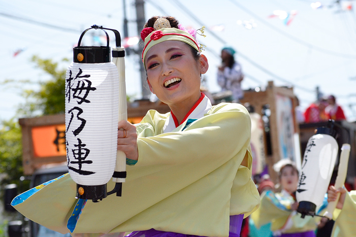 よさこい衣装・祭り衣装　　梅乃連様 