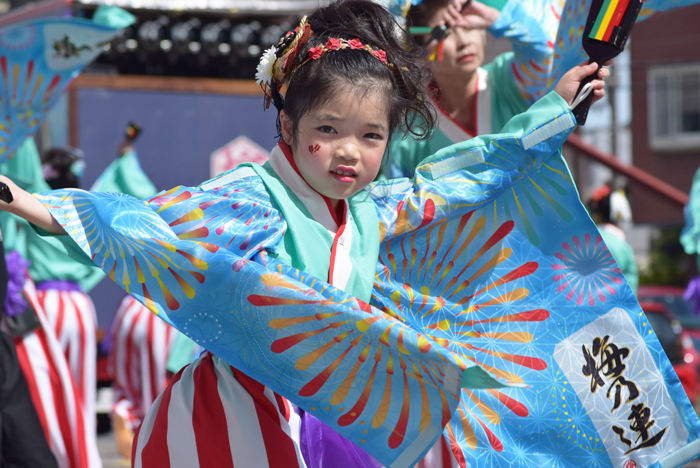 よさこい衣装・祭り衣装　　梅乃連様 