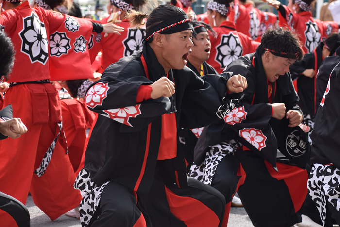 よさこい衣装・祭り衣装　　一喜一遊様 